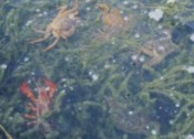 螃蟹常見疾病和防治